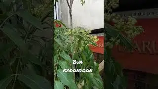 kadondon