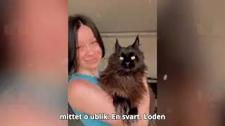 Denne gigantiske Maine Coon-en stjal et hjerte
