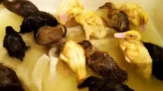 The Ducklings' First Bath!!