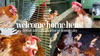 We have MORE hens in our garden! | The British Hen Welfare Trust | March 2022 | The Millie Mouse