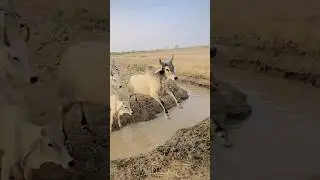 bull jump 🦘😱#shorts