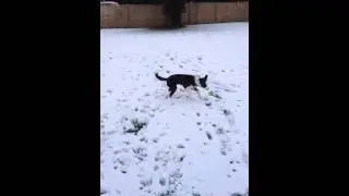 Rusty playing in the snow 11feb13
