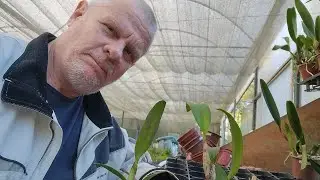 Replantando mudas de Cattleya (1): de vaso 7cm para 10cm