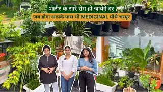 शारीर के सारे रोग हो जायेंगे दूर | जब होगा आपके पास भी medicinal पौधे भरपूर