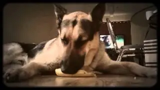 German shepherd eating banana - Em 6-2013