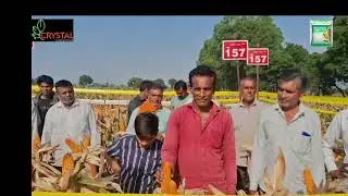 #CRYSTAL CROP PROTECTION LTD## CORN HYBRID CMH 157 MAIZE