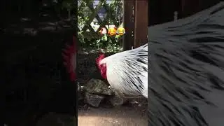 Rooster jump 🥰😂again