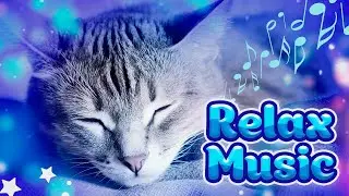 ♬ Winter Healing Music for Cats 😻 Music for Restless Cats - Music to Soothe Cats