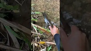 Ikan Channa Gunung Besar Masuk Dalam Bambu