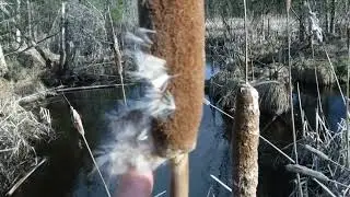 Inside a Cattail ガマ - Canadian Wilderness - Common cattail (Typha latifolia)