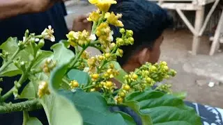 PANGKAS RAMBUT PRIA TEPER +STAIL QUIF TOTURIAL