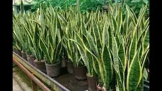 The Snake Plant Oxygen Factory Your external lungs!