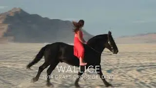 WALLICE - 16 Hand 2014 Draft Cross Gelding by RMO Horses