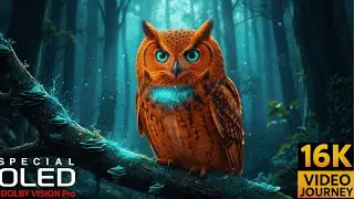 Ultra Clarity 16K HDR 120FPS Dolby Vision