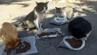 My Furry Friends Are Getting Their Food