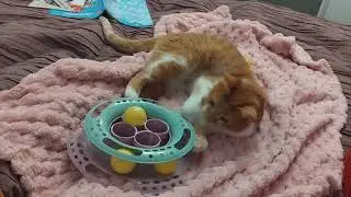 our cat Russy ❤️🍀🙏