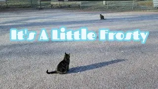 A Little Frost Won't Damper the Cat walk 🐈😉