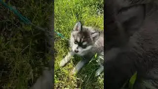 2022 Teyla growing up so adorable #shorts #pomsky