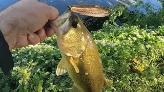 BASSTIME Imakatsu slam dog rips lip