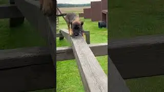A young Belgian Malinois pup working on the obstacle course.
