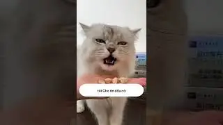 After raising the cat for 5 years, they abandoned it by the river just because it shed too much f...