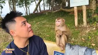 Monkey Kaka just wants to stay by Dad's side forever, never leaving dad