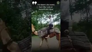 Discover the magic of rural India in the most unforgettable way &mdash; with a thrilling Camel Ride at Atu