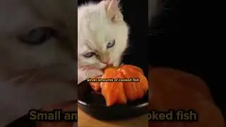 Foods That Are Good For Cats! 😻
