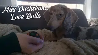 Mini Dachshund Billy vs. The Couch Monster | Funny Ball Playtime Moments #dachshund #puppy #dog