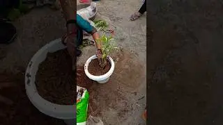 🌱devils Backbone podhe ki Reporting 🌱 #homegardening #youtubeshorts #motivation #devilsbackboneplant