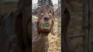 Animales Con Mutaciones Gen&eacute;ticas Que JAM&Aacute;S Has Visto💀