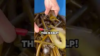 The Hidden Power of Kelp &ndash; Benefits & Dangers You Need to Know!