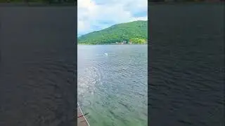 Cigno Swan Sarnico Lago d'Iseo Italy #shorts