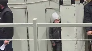 Аукцион лошадей амишей