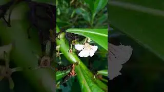 scaevola taccada