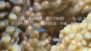 【記録映像｜サンゴ産卵】2016年5月25日｜新月8日目｜ミドリイシサンゴ・真栄田岬｜沖縄県・恩納村｜BlueLeaf