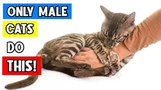 20 Super Weird Behaviors ONLY MALE CATS DO