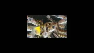 kuhli loach #shorts #aquacolours