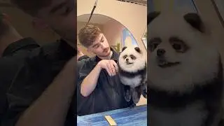 Grooming a Panda
