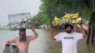 RAB RAKHA GROUP DARIWAL #pigeon #kasurikabootar #bird #jammukabutarbazi #kabootar #kabutar #pigeonbi