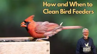 How and When to Clean Bird Feeders