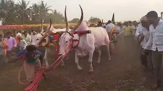 Terabandi Race l Dukadi Bulls 😈😈