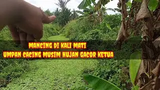 Mancing di kali mati umpan cacing musim hujan tetap gacor ketua @fishing_1990