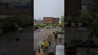 #monsoonrain #unfinishedgardenwork  #nature #rooftopgarden #rainyday #rainandmusic