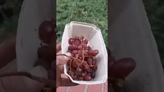 Дары Нюрнберга | нашёл вкусный свежий виноград | Gifts of Nuremberg | found delicious fresh grapes