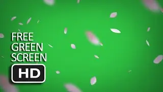 Free Green Screen - Sakura Falling Diagonal