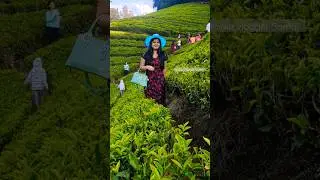 ishqam full song#ooty #teagarden #shortsfeed #viralsong #shorts ..
