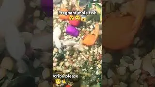 pregnant mole fish ready for giving baby #mole #fish #amazing #aggressive #pregnant #shorts 👌😱🤗