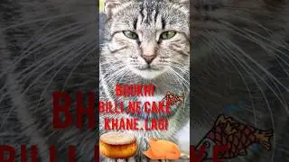 bhukhi Billi cake khane lagi 🍰#shortsfeed #shortvideo