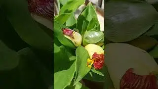 Costus igneus - Insulin plant flowers 🏵 #insulinplantflowers #insulinplant #insulinplantgrowing